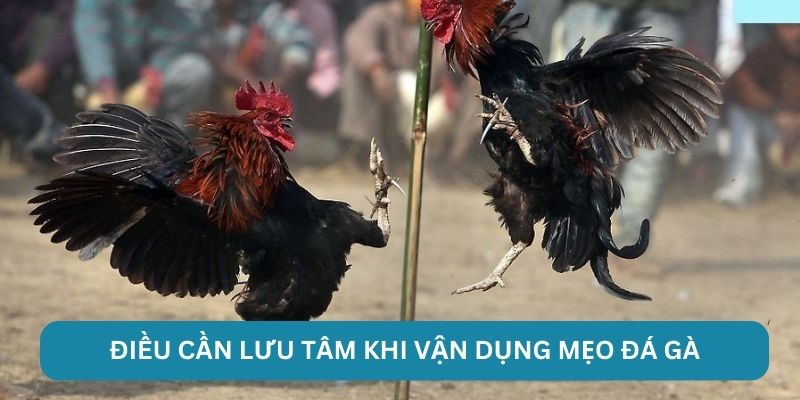 Điều cần lưu tâm khi vận dụng mẹo đá gà