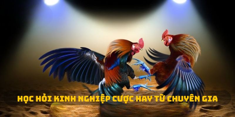 Học hỏi kinh nghiệp cược hay từ chuyên gia