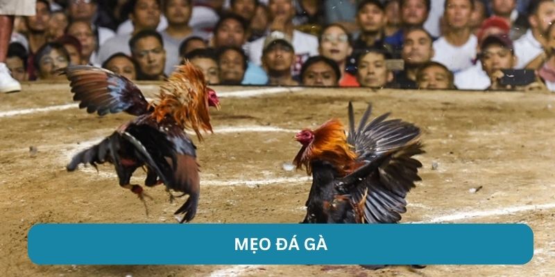 Mẹo Đá Gà - QQ88 Kỹ Thuật Thắng Lớn Trong Mọi Sàn Đấu