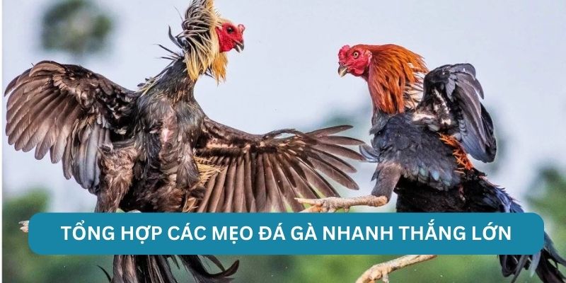 Tổng hợp các mẹo đá gà nhanh thắng lớn