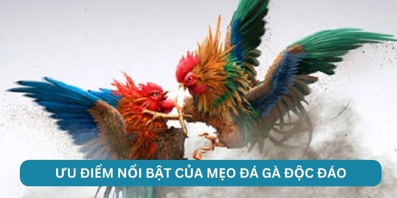Ưu điểm nổi bật của mẹo đá gà độc đáo