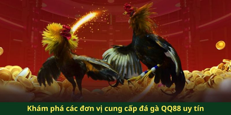 Khám phá các đơn vị cung cấp đá gà QQ88 uy tín