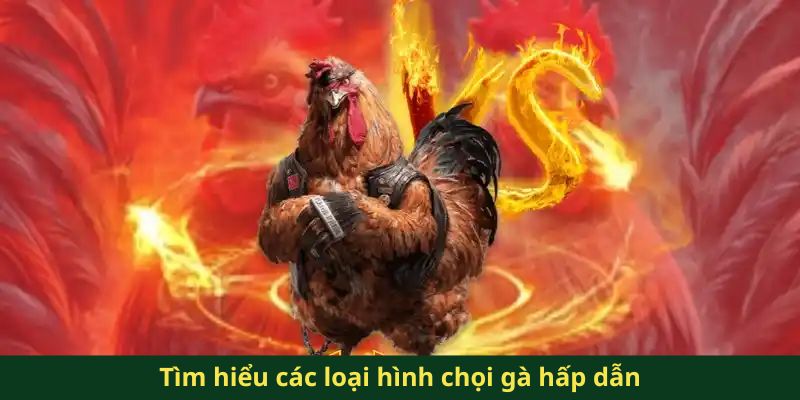 Tìm hiểu các loại hình chọi gà hấp dẫn