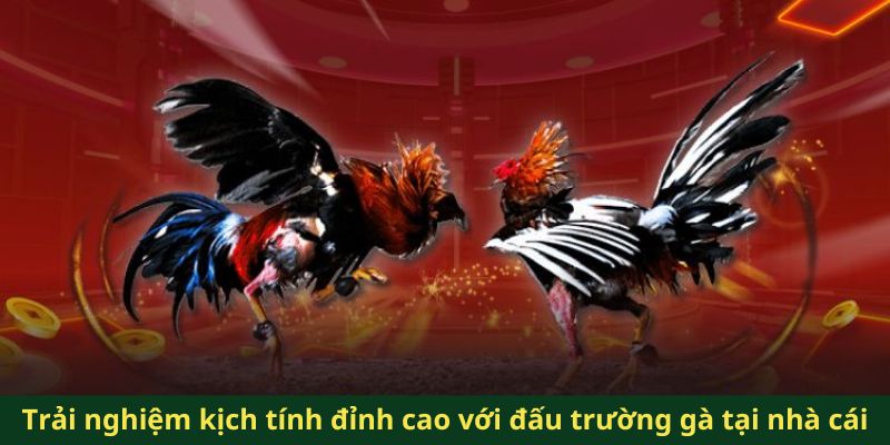 Trải nghiệm kịch tính đỉnh cao với đấu trường gà tại nhà cái
